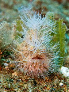 Hairy Frog fish in the philippines.

Canon G10 by Andrew Macleod 
